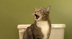 Как да научим котка до тоалетната